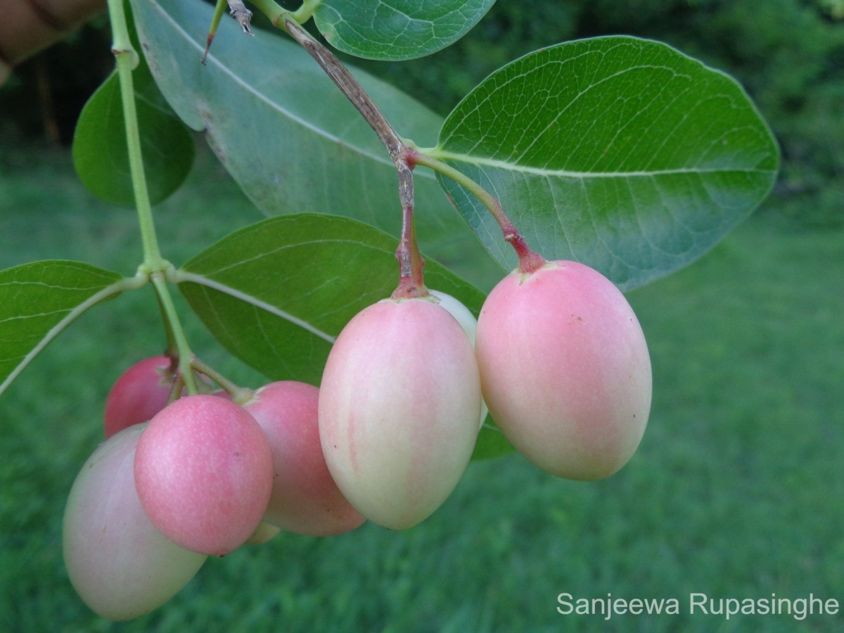 Carissa macrocarpa (Eckl.) A.DC.